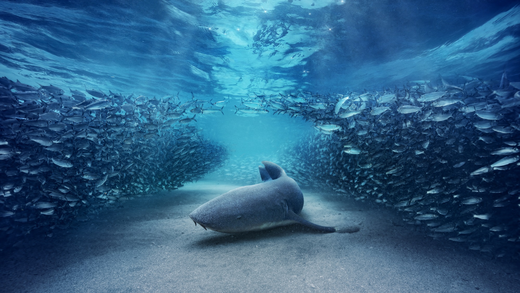 Συμπαραγωγή  ΣΚΑΪ- BBC STUDIOS  των  ντοκιμαντέρ “The Diary of Anne Frank” και “Blue Planet III”