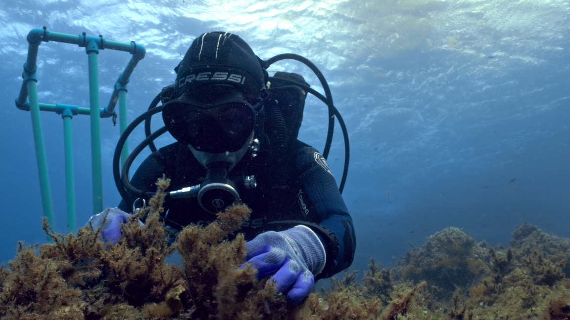 «Μπλε Δάση»: Πρεμιέρα για τη νέα σειρά ντοκιμαντέρ της COSMOTE TV